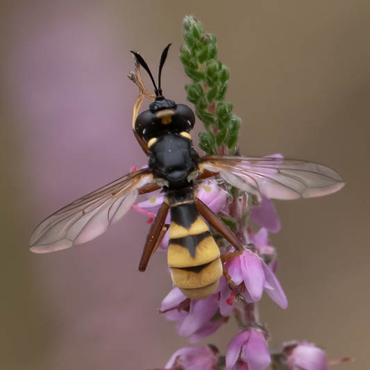 Conops quadrifasciatus (Four-banded Beegrabber).jpg